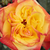 Roșu - galben - Trandafir pentru straturi Floribunda - Rumba ®